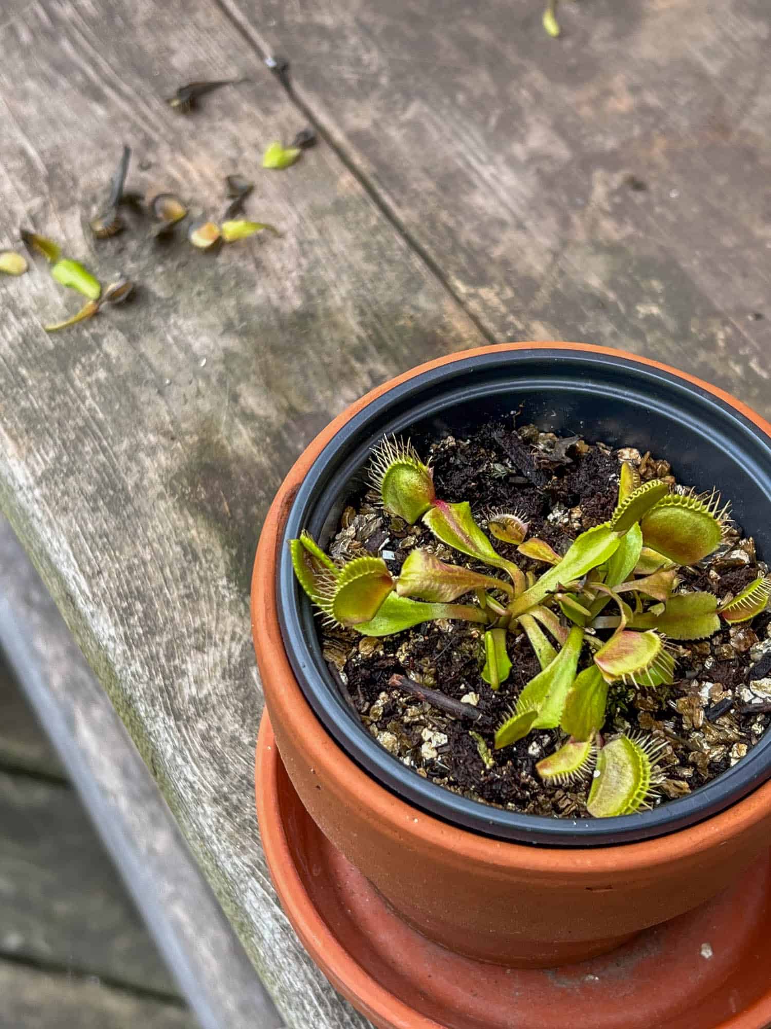 Venus Flytrap cleaned up with black traps cut off.