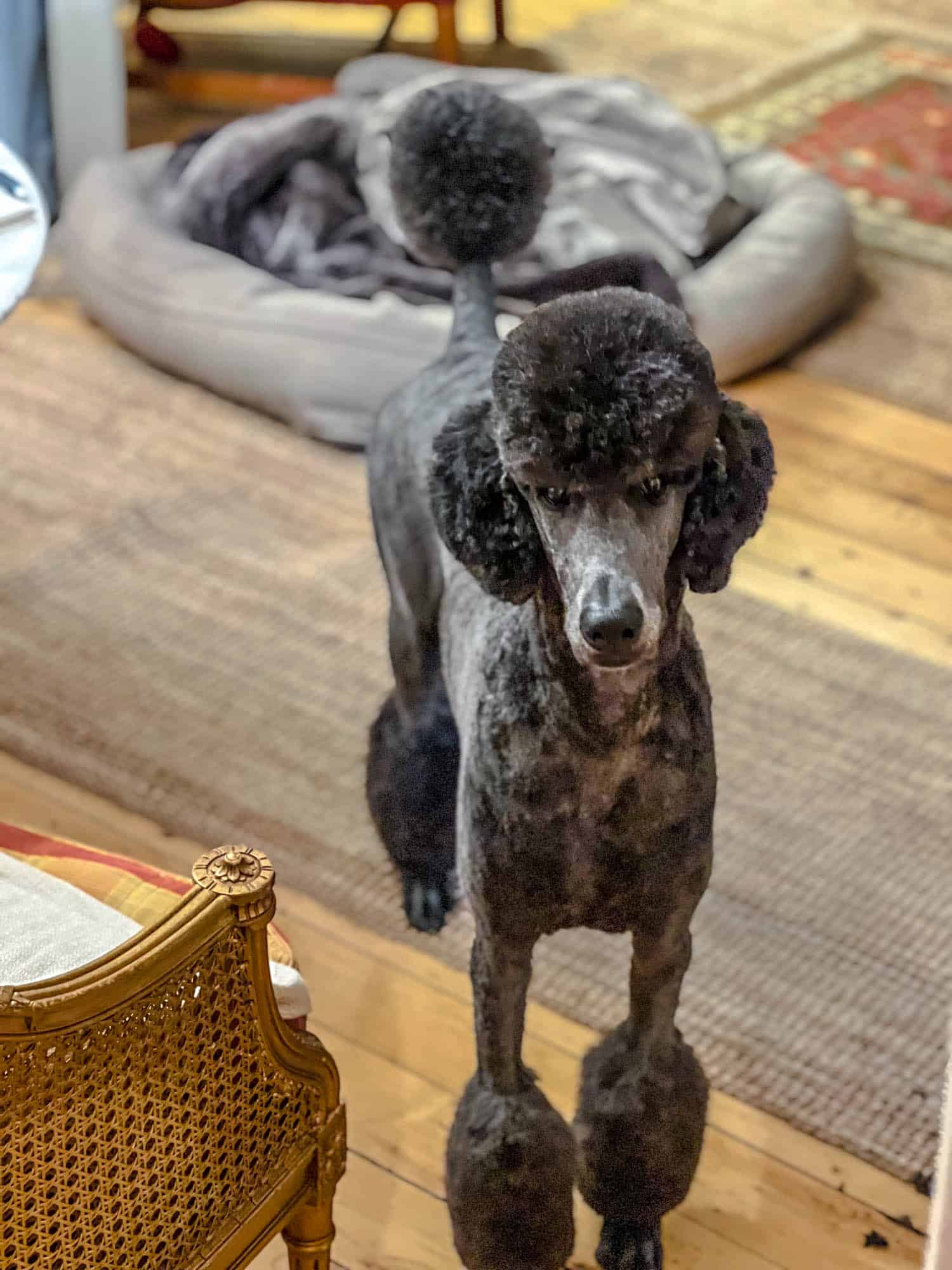 Philip the standard poodle in a Miami cut standing. Demure.