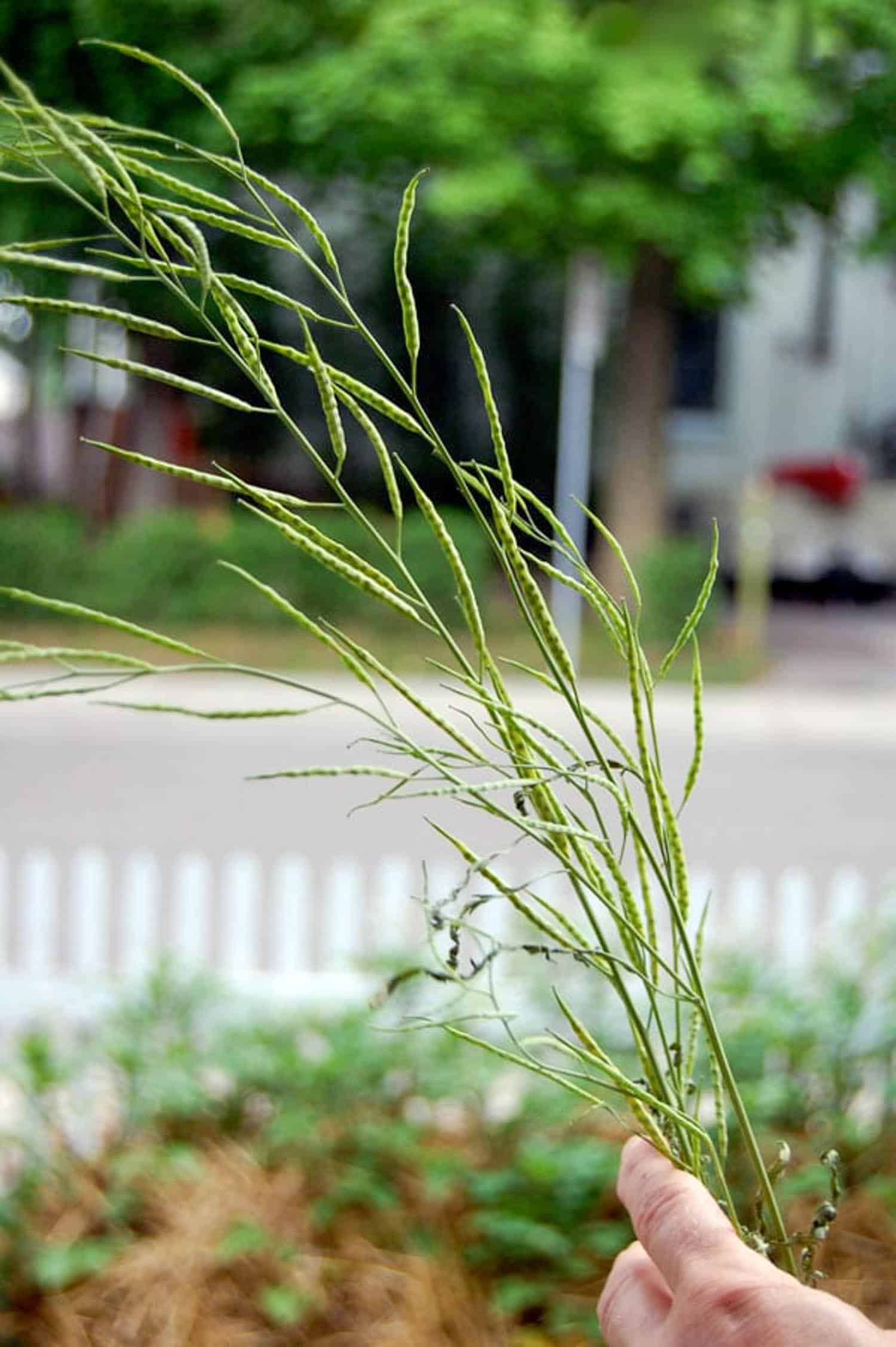 Mustard green seed pods.