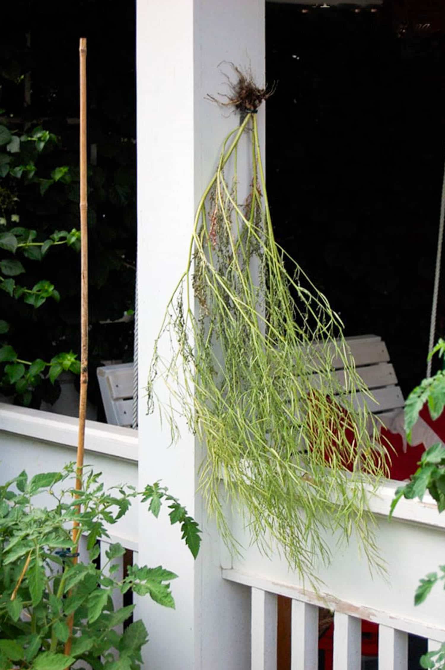 Mustard green seed pods dry on a white front porch.