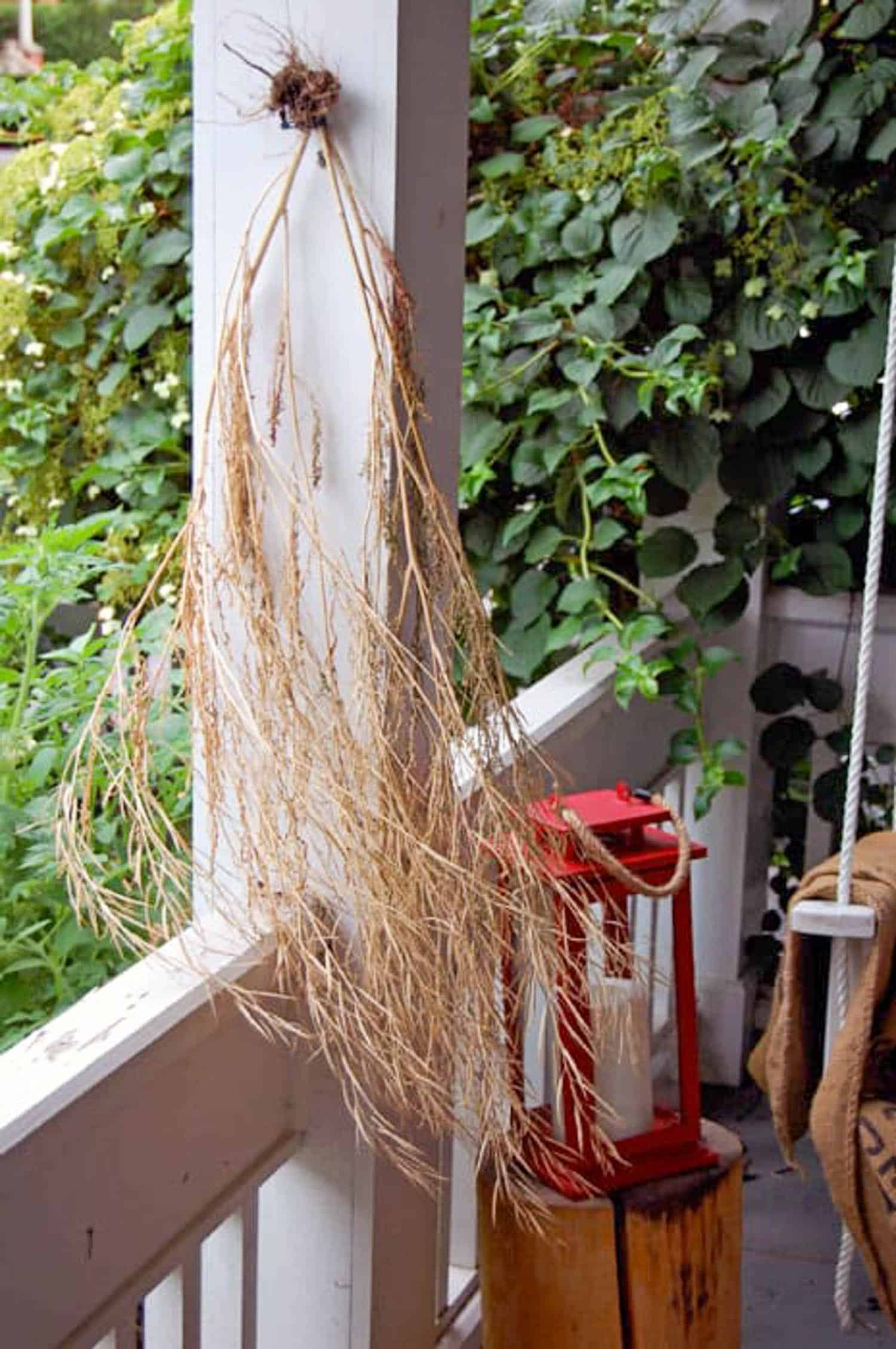 Dried mustard green stems hanging on a white front porch.