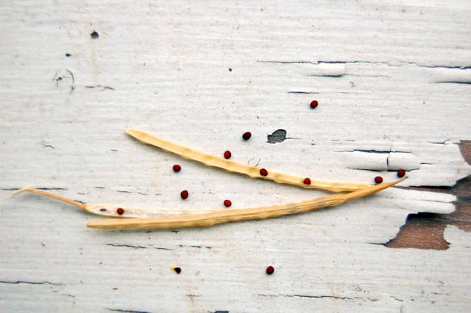Mature, dried mustard green seeds in dried pod.