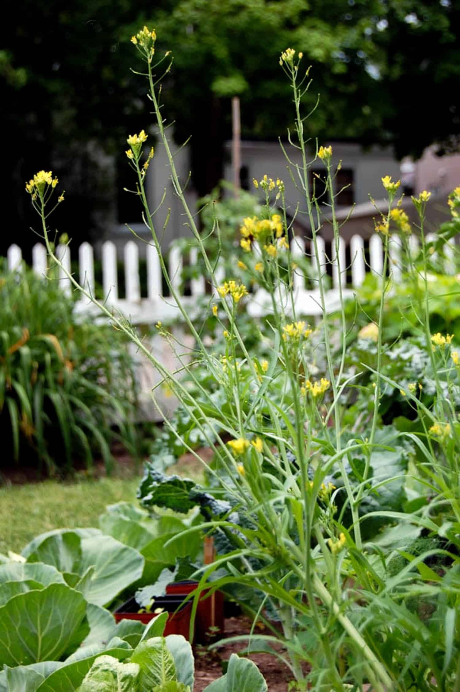 Bolted mustard greens with yellow flower heads.