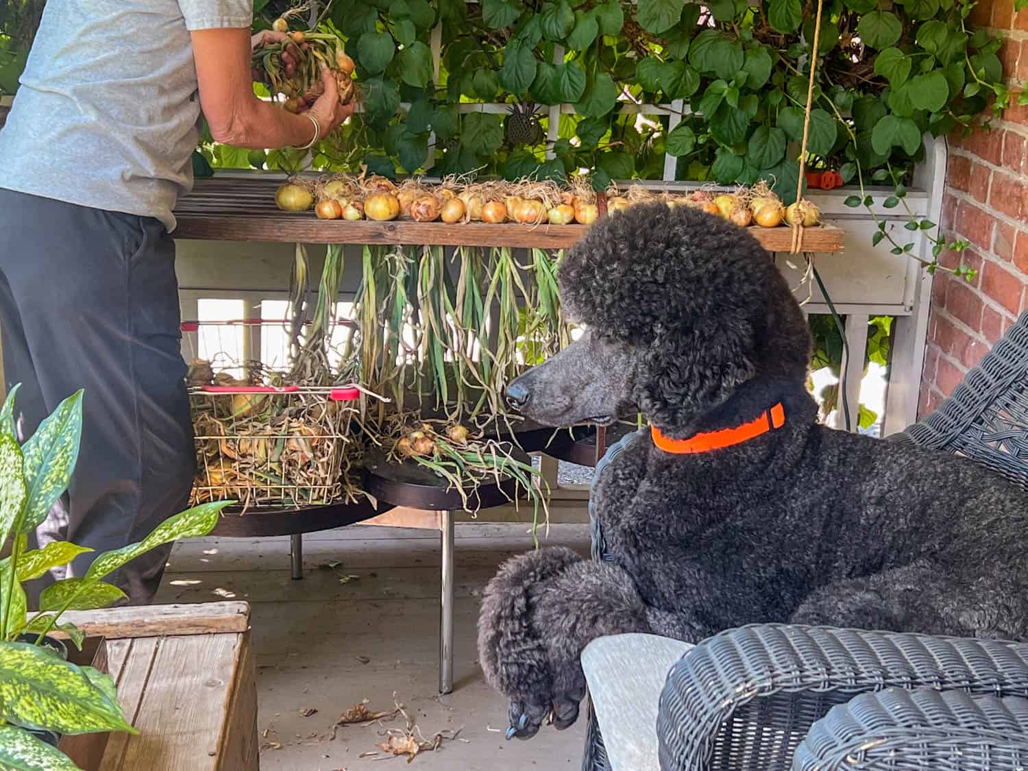 Standard poodle on a wicker chair in front of an herb drying rack filled with onions.