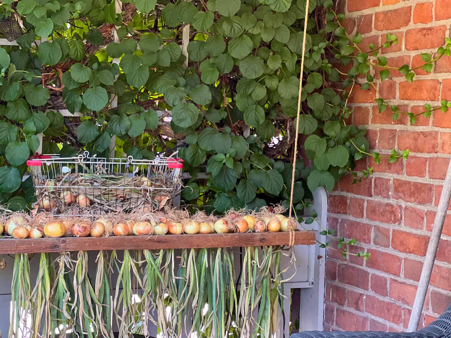 An herb drying rack filled with onions, made from tobacco racks hanging on a front porch.