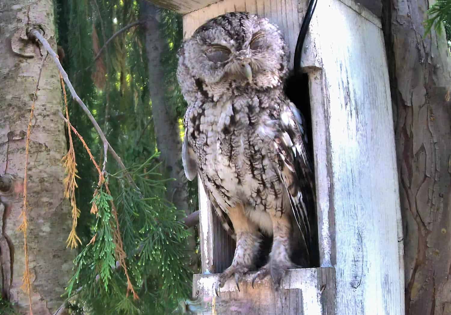 Eastern Screech Owl stretches its long legs.
