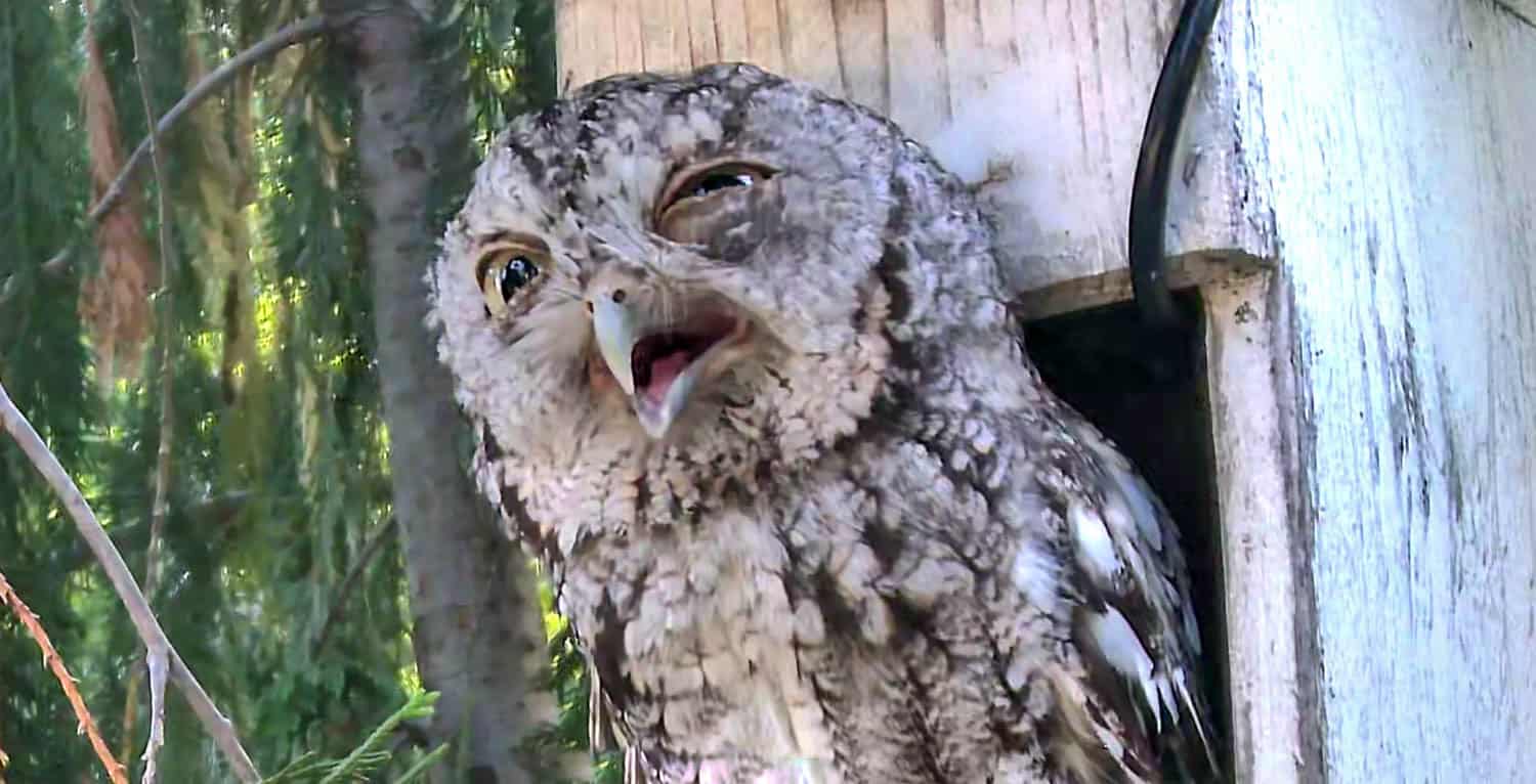 Eastern Screech owl with his mouth open and eyes winking.