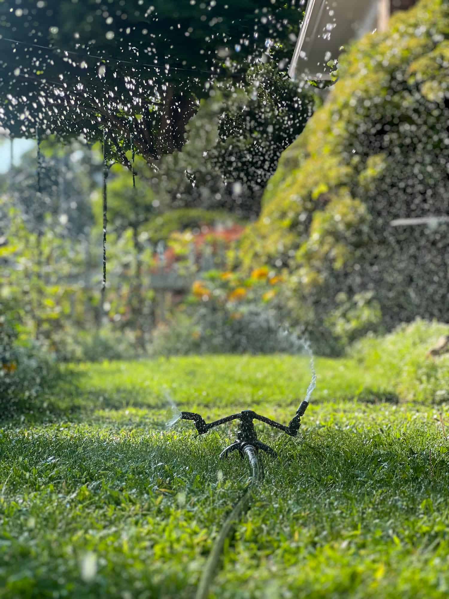 1960's Craftsman, cast iron sprinkler whizzes around watering a lawn.