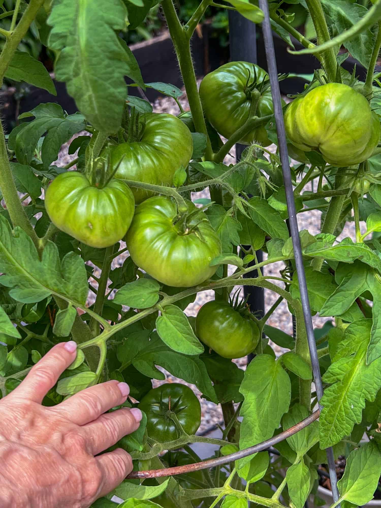 Black krim tomatoes weighing down the vine.
