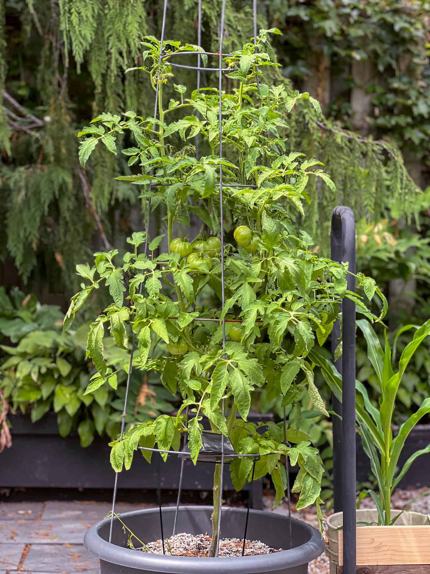 Black krim tomato plant growing in a pot with an upside down tomato cage supporting it.