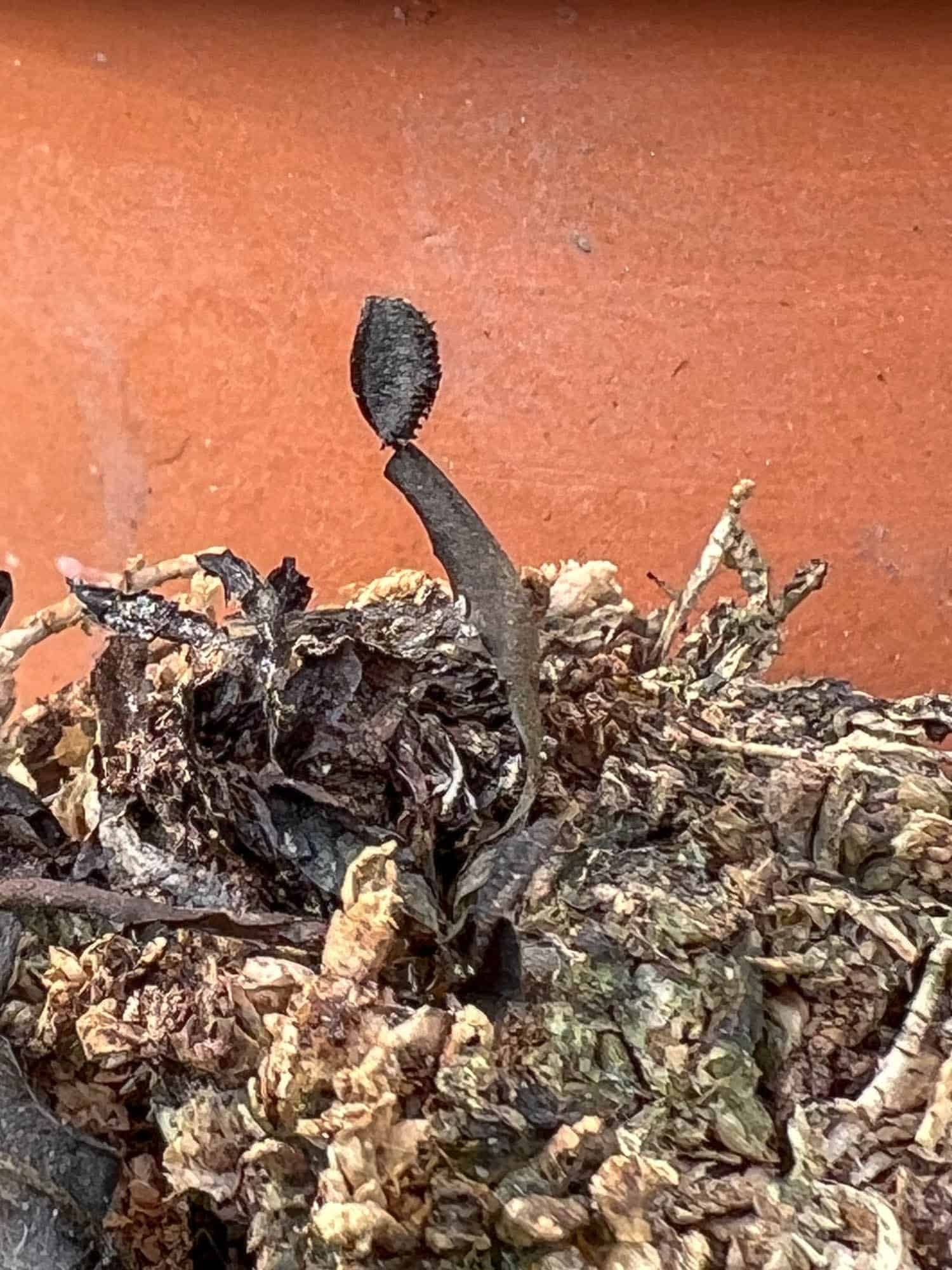 A tiny dried up Venus Flytrap trap against a clay pot.