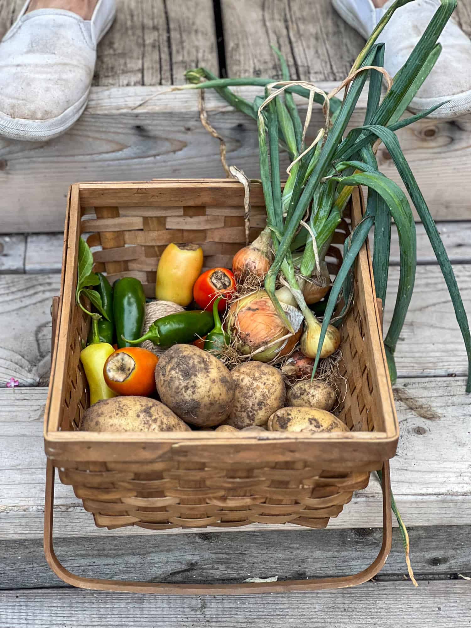 A small wicker basket with various freshly picked vegetables inside including dirt covered potatoes, onions, hot peppers and tomatoes with blossom end rot.