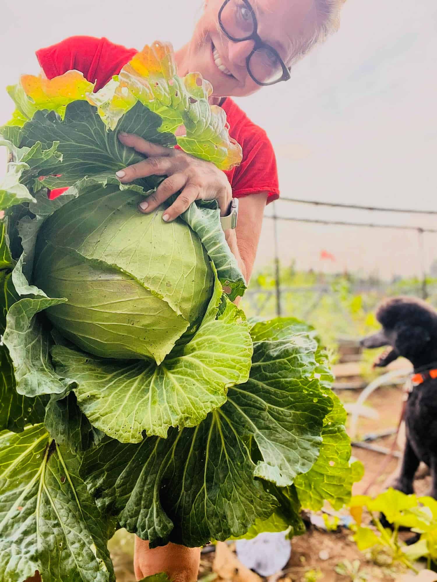 Karen Bertelsen in her garden with a just picked 8 pound cabbage.