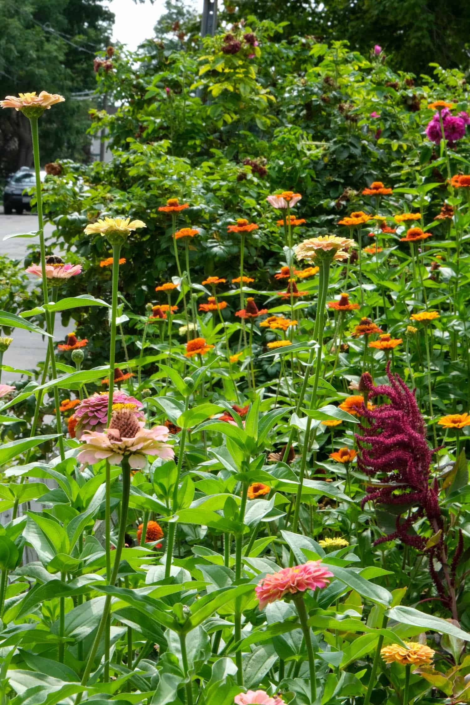 Inside a zinnia patch with pink, yellow, orange and cranberry coloured flowers.