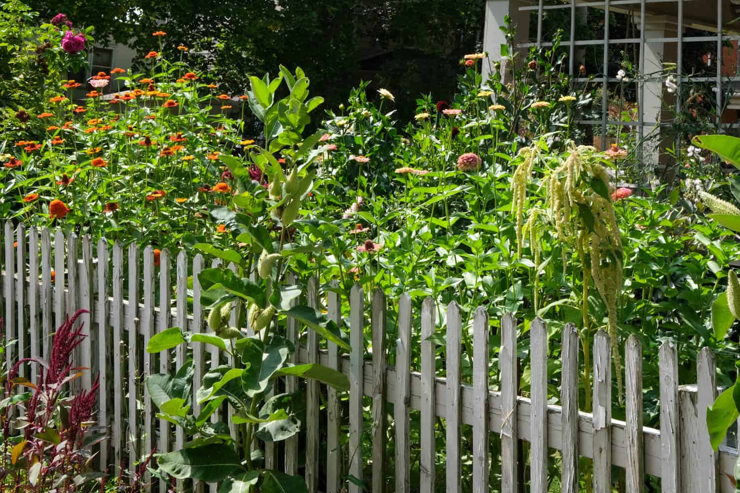 Peeling white picket fence enclosing swaths of colourful annuals like green tails amaranth, zinnia and roses.