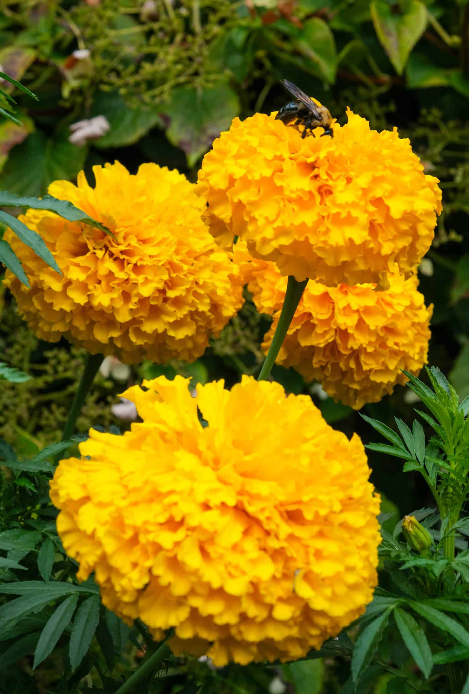 Big Duck marigold blooms.