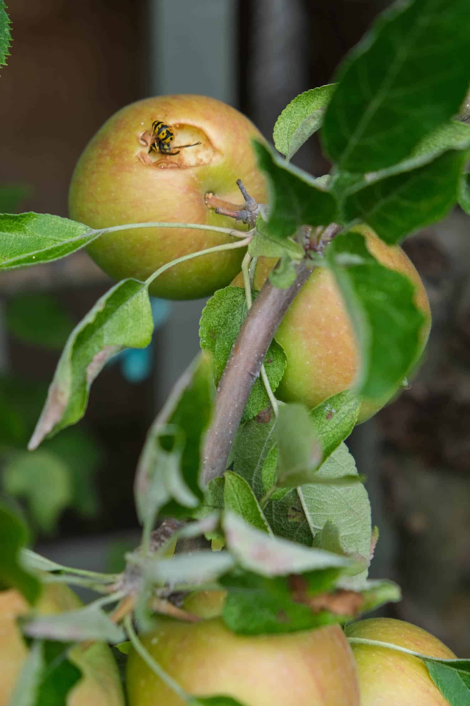 A wasp buries its head into the flesh of an apple on a branch.
