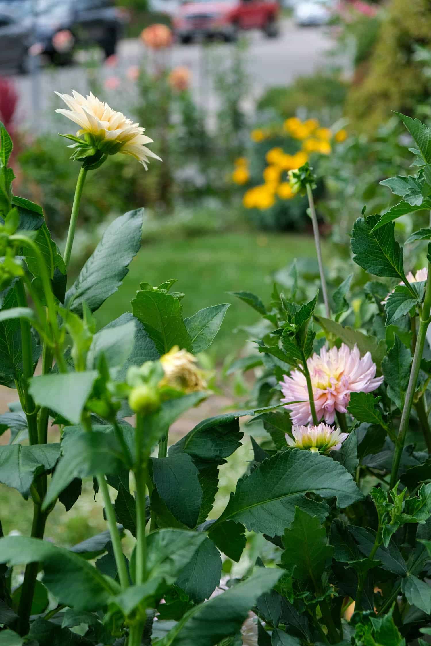 Cafe au lait dahlia to the left and Ms. Tegan to the right.