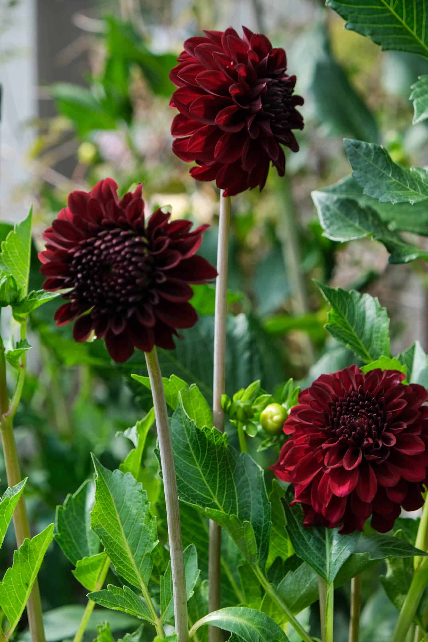 3 stems of Black Satin dahlias on stems of plant.