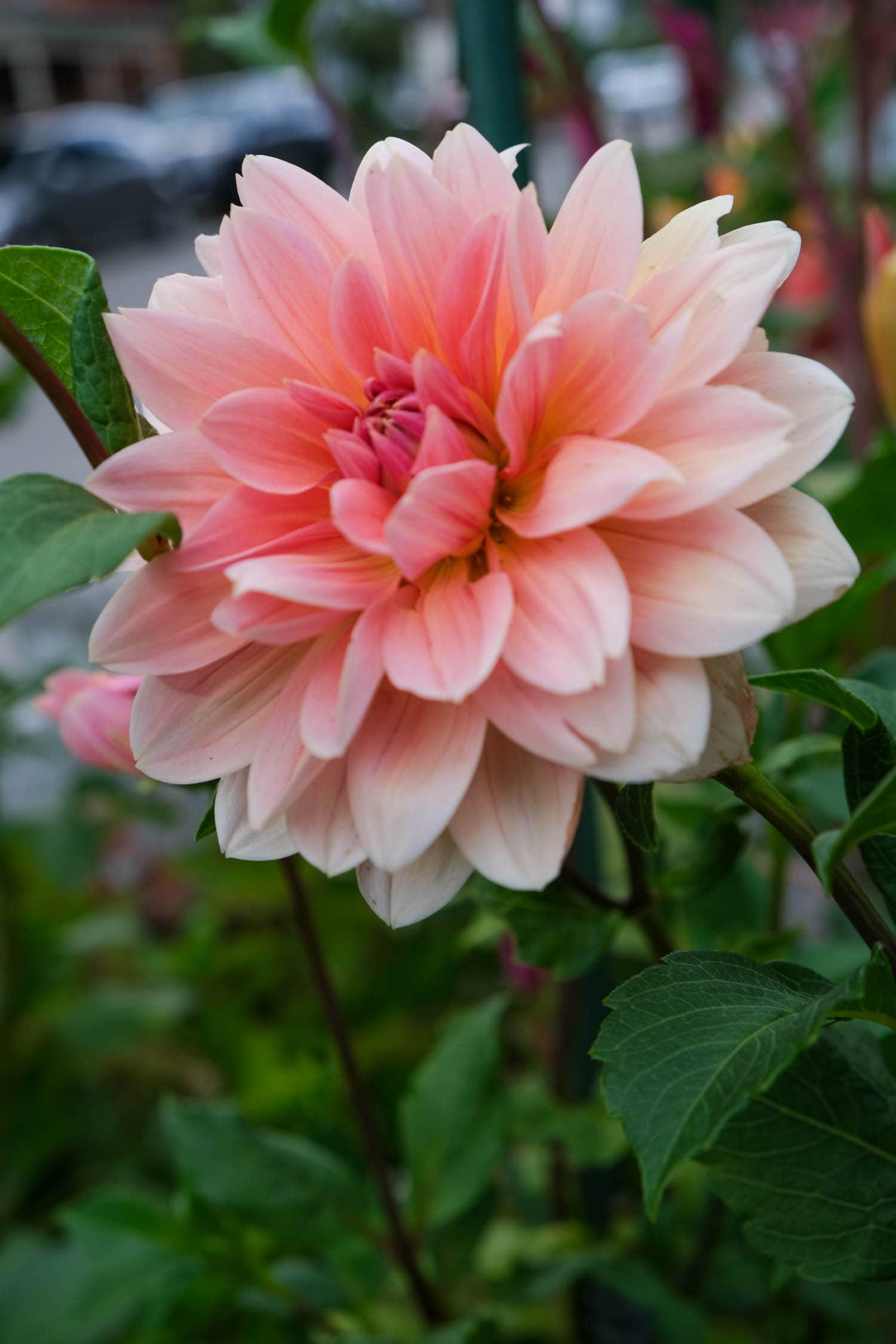 Yvonne dahlia bloom.