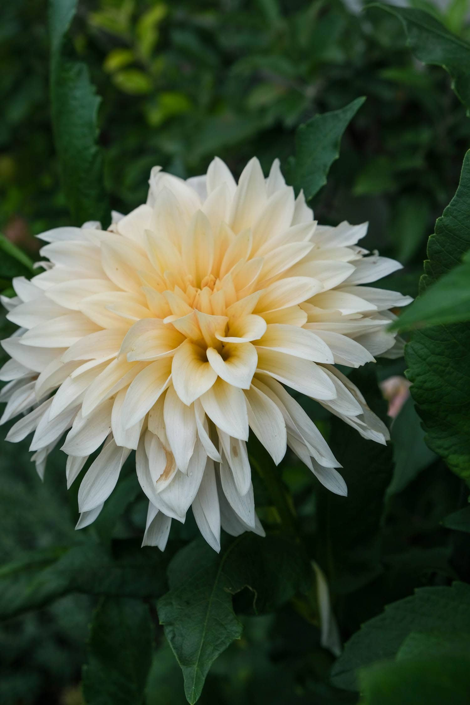 Cafe au Laid dahlia bloom