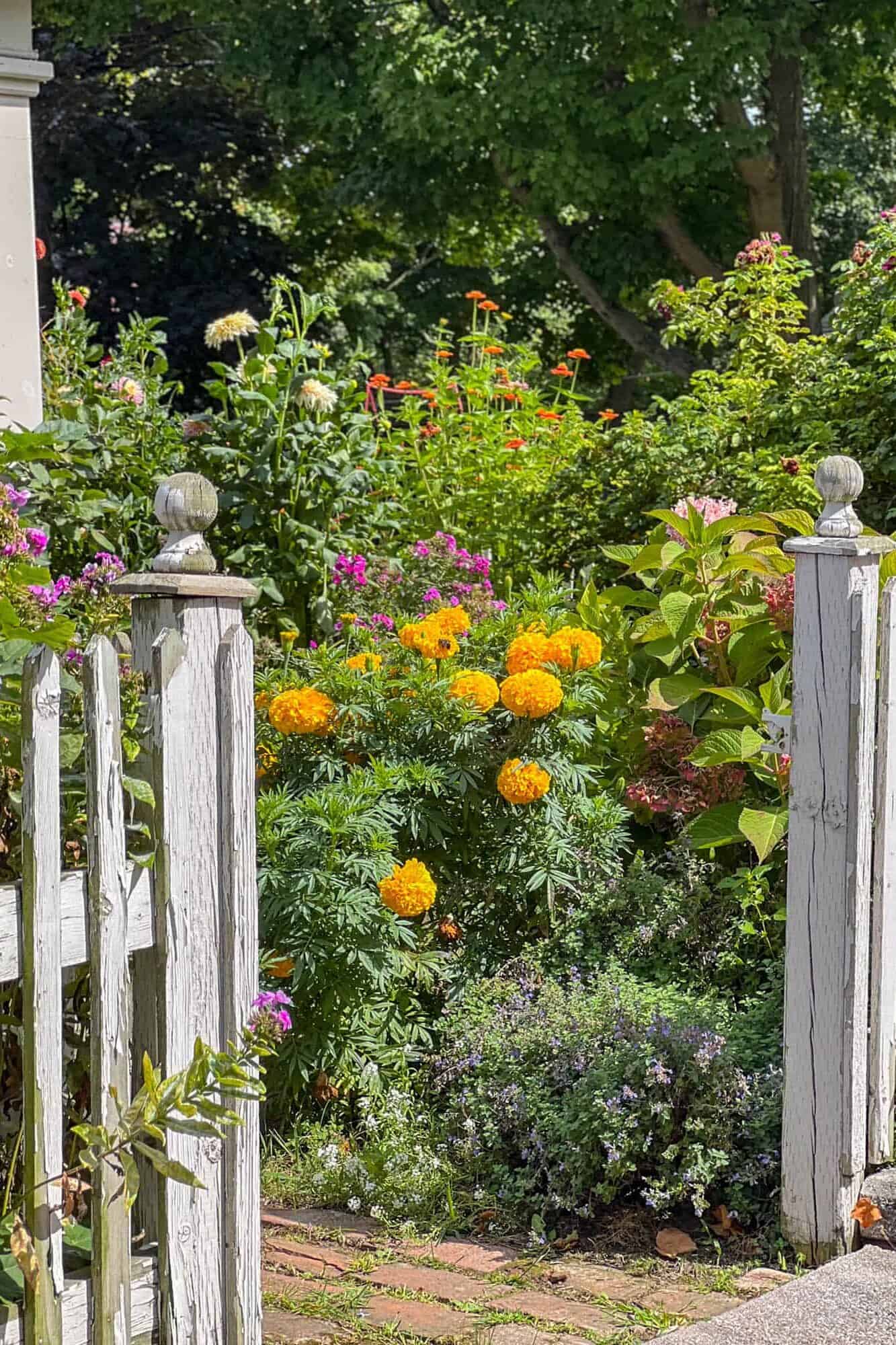 Big Duck marigold peeking out from Karen Bertelsen's English Cottage Garden.