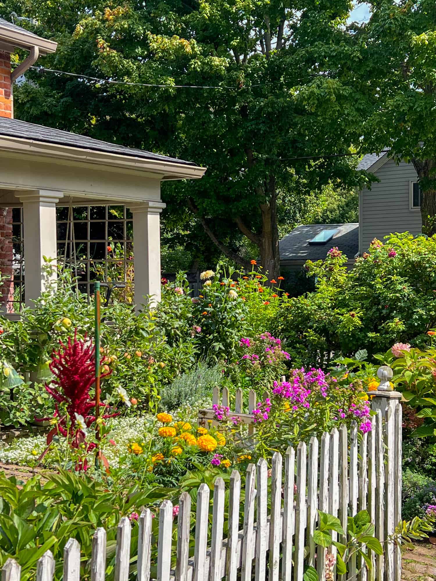 A ragged white picket fence in need of painting surrounded by colourful annuals.