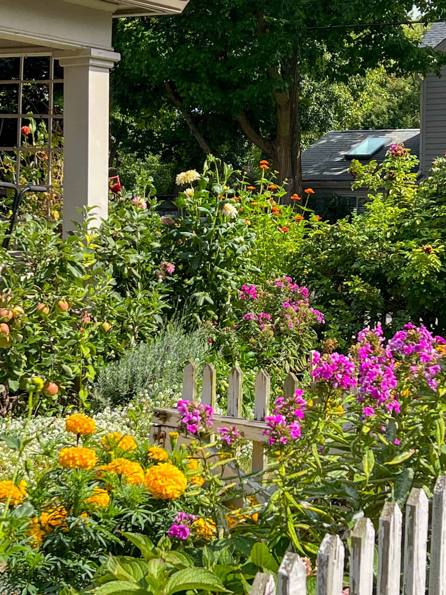 A flowery English cottage garden with peeling picket fence, and apple trees.