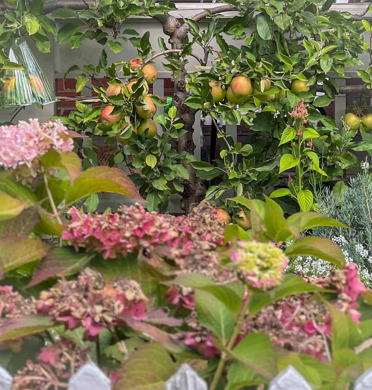 A mature apple espalier trunk with side branches dripping with apples.