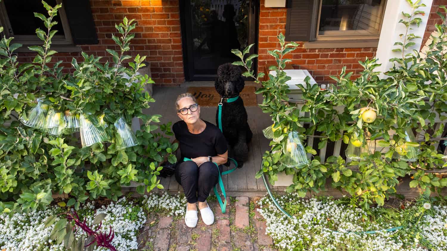 Karen Bertelsen and her dog Philip sit on a porch between 2 apple espalier trees and alyssum.