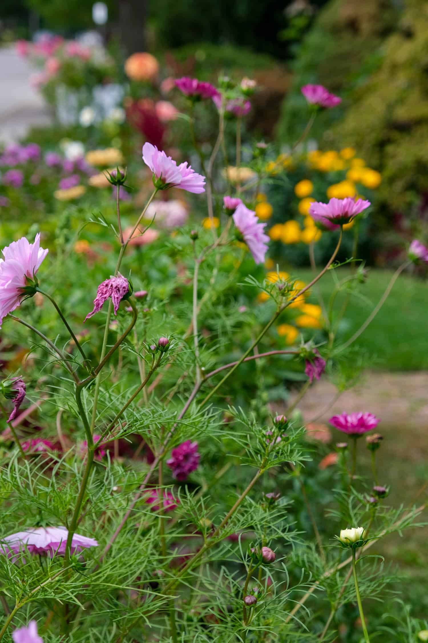 Double Click Mix Cosmos with light pink and dark pink fluffy blooms.