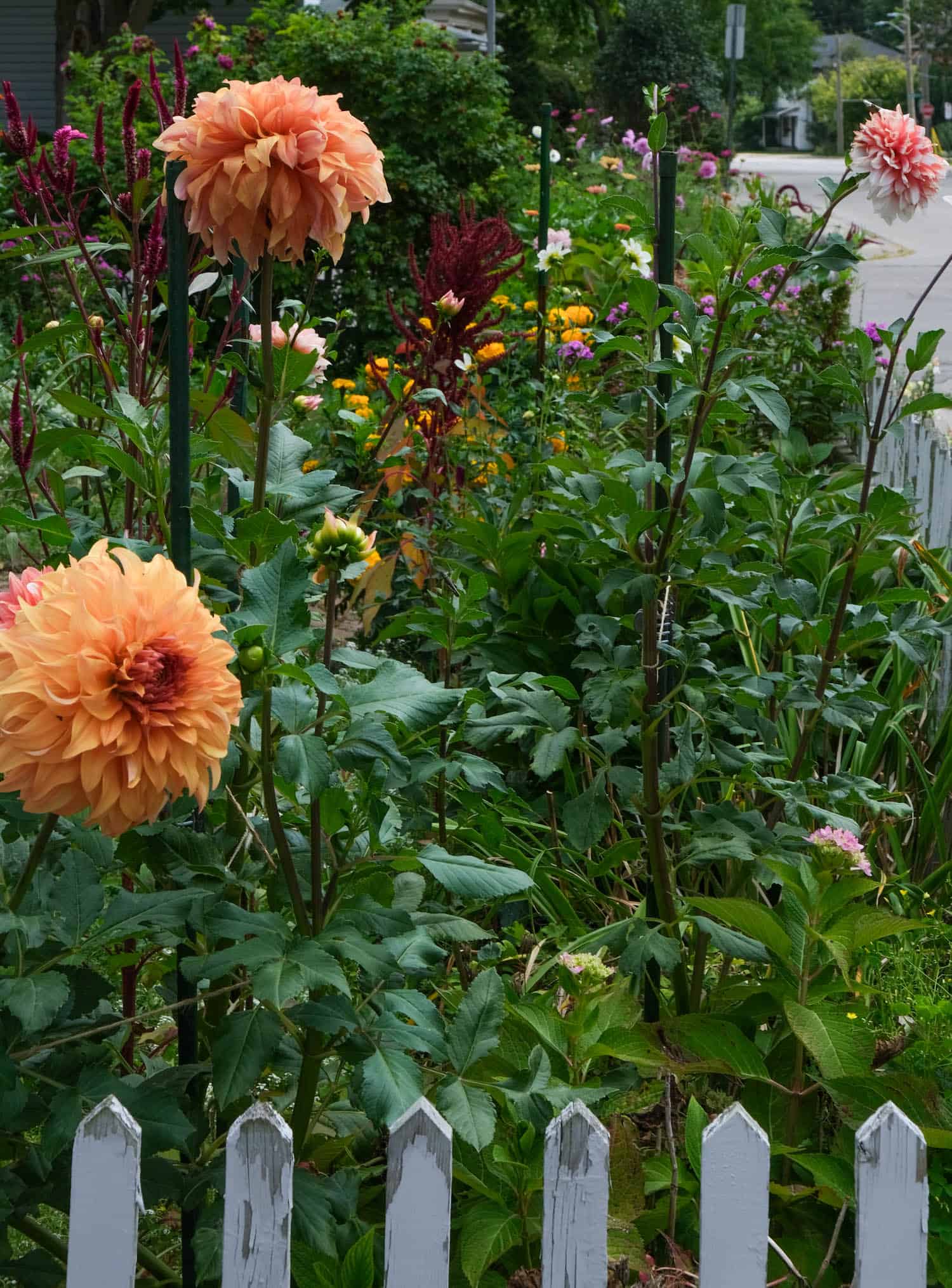 JS Jenny dahlias in a flower filled garden.
