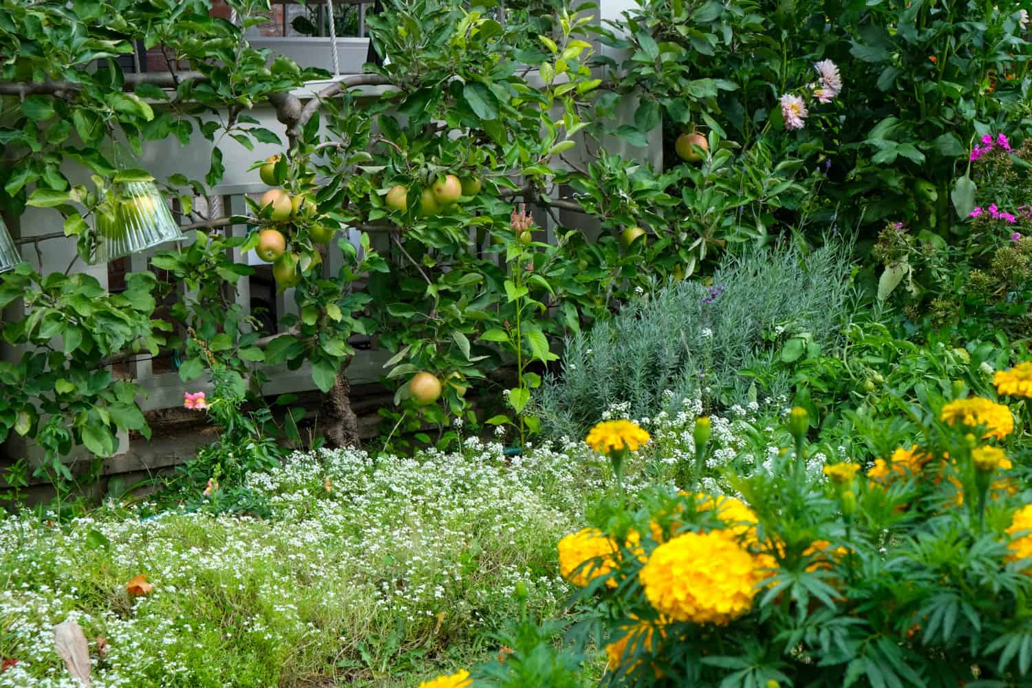 Apple espalier, huge marigolds, alyssum and dahlias are seen in this cottage garden.