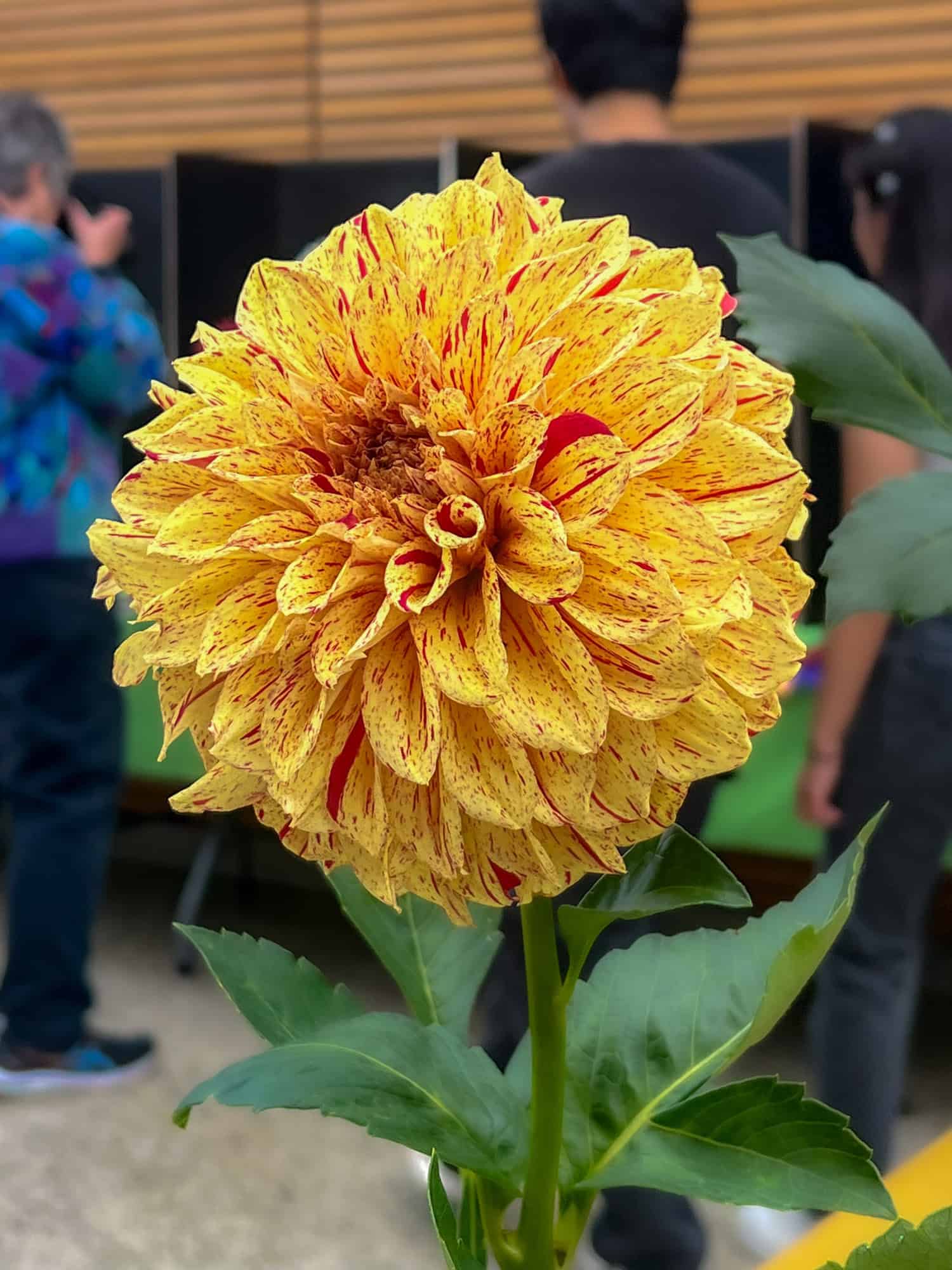 Large yellow petals splattered with red on the Gloriosa dahlia.