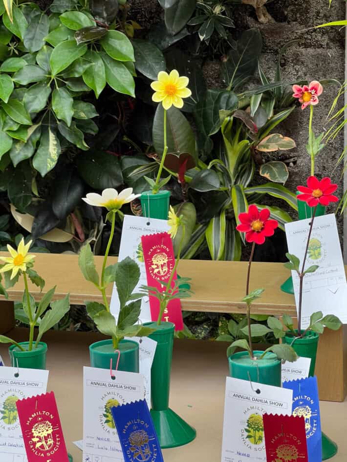 Winning open centre blooms at the Hamilton Dahlia Society show.