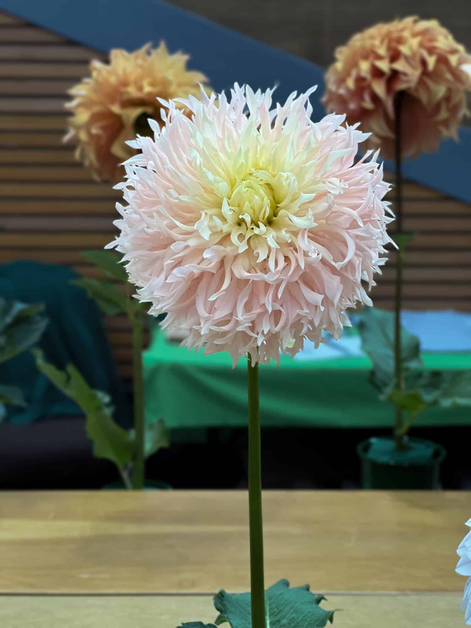 Fluffy, barely there, pink and cream dahlia, Hapet Champagne, at Hamilton dahlia society show.