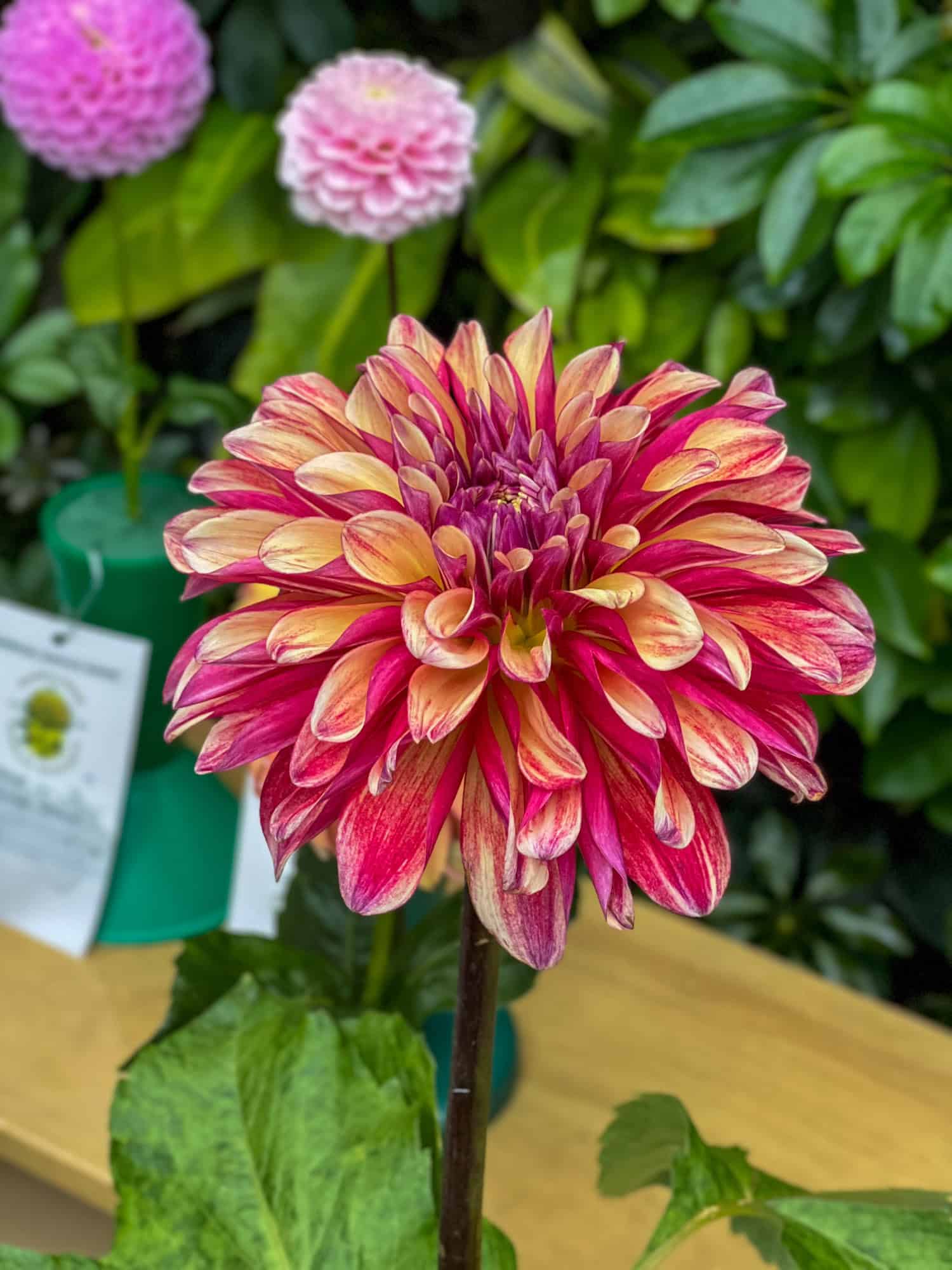 The big gold and cranberry bloom of Gitts Crazy dahlia at the Hamilton Dahlia Society show.