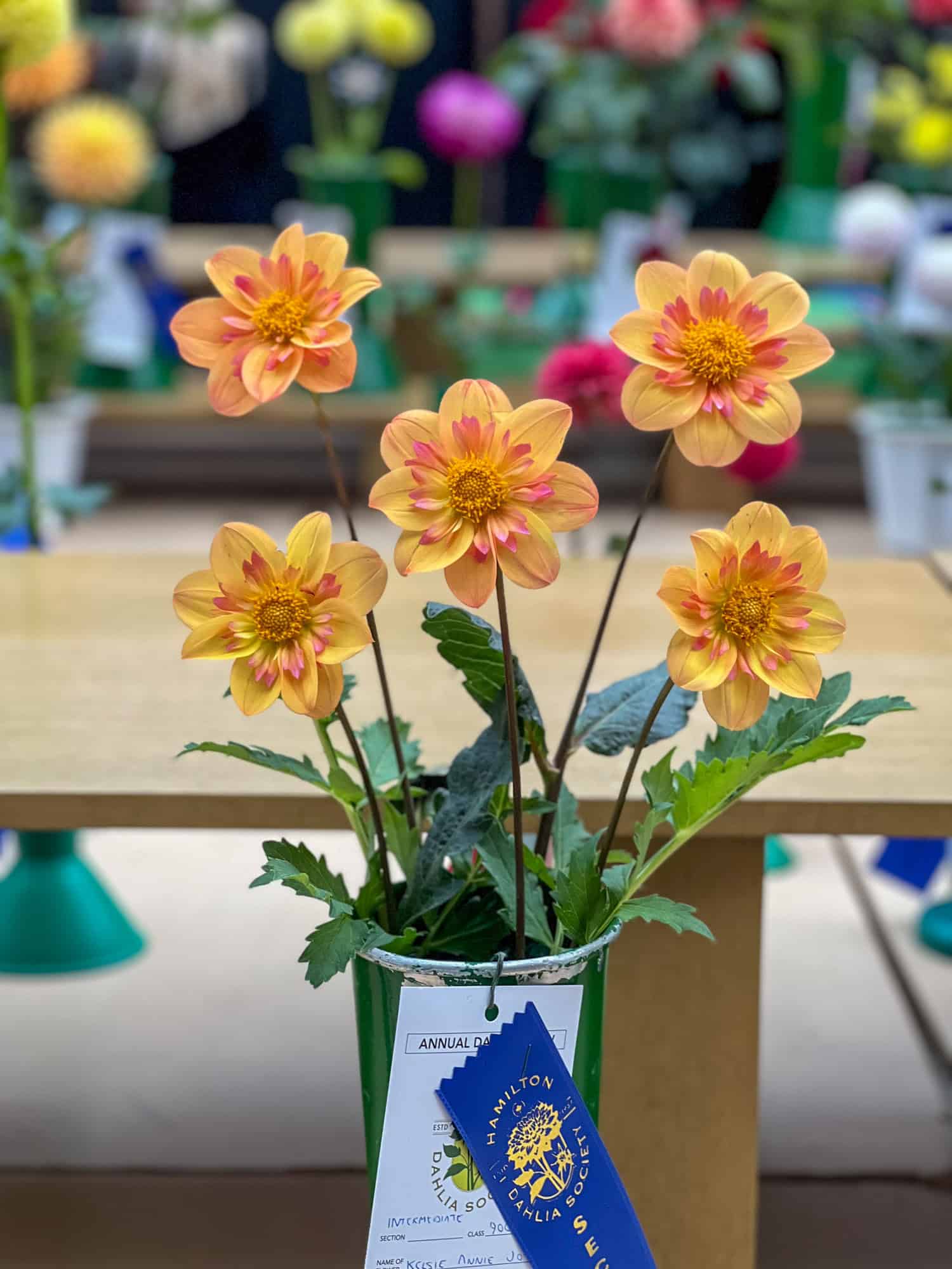 Kelsie Annie Joy, 5 blooms, at the Hamilton Dahlia Society show.