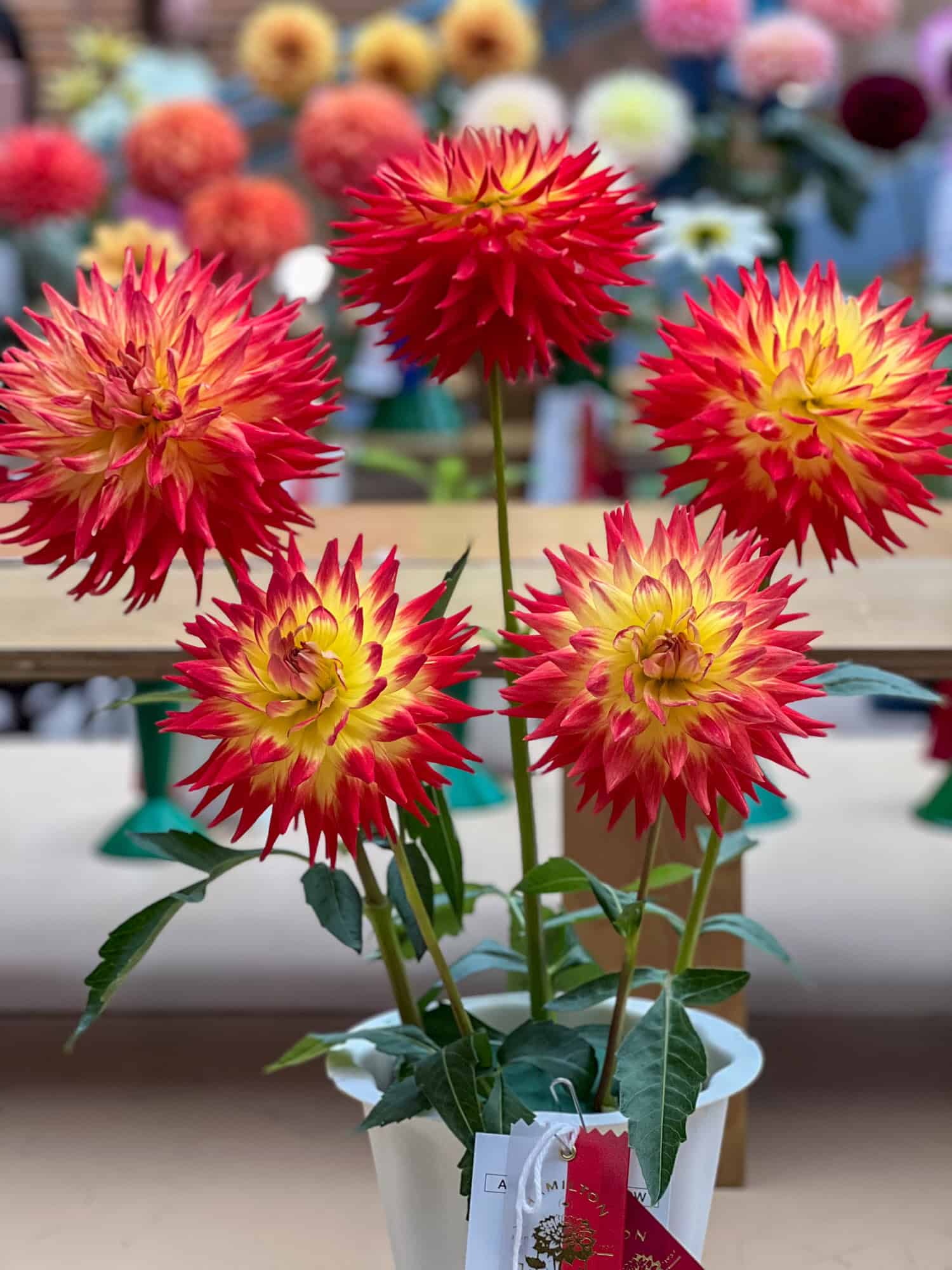 Kenora Sunset, 5 bloom display at the Hamilton Dahlia society show.