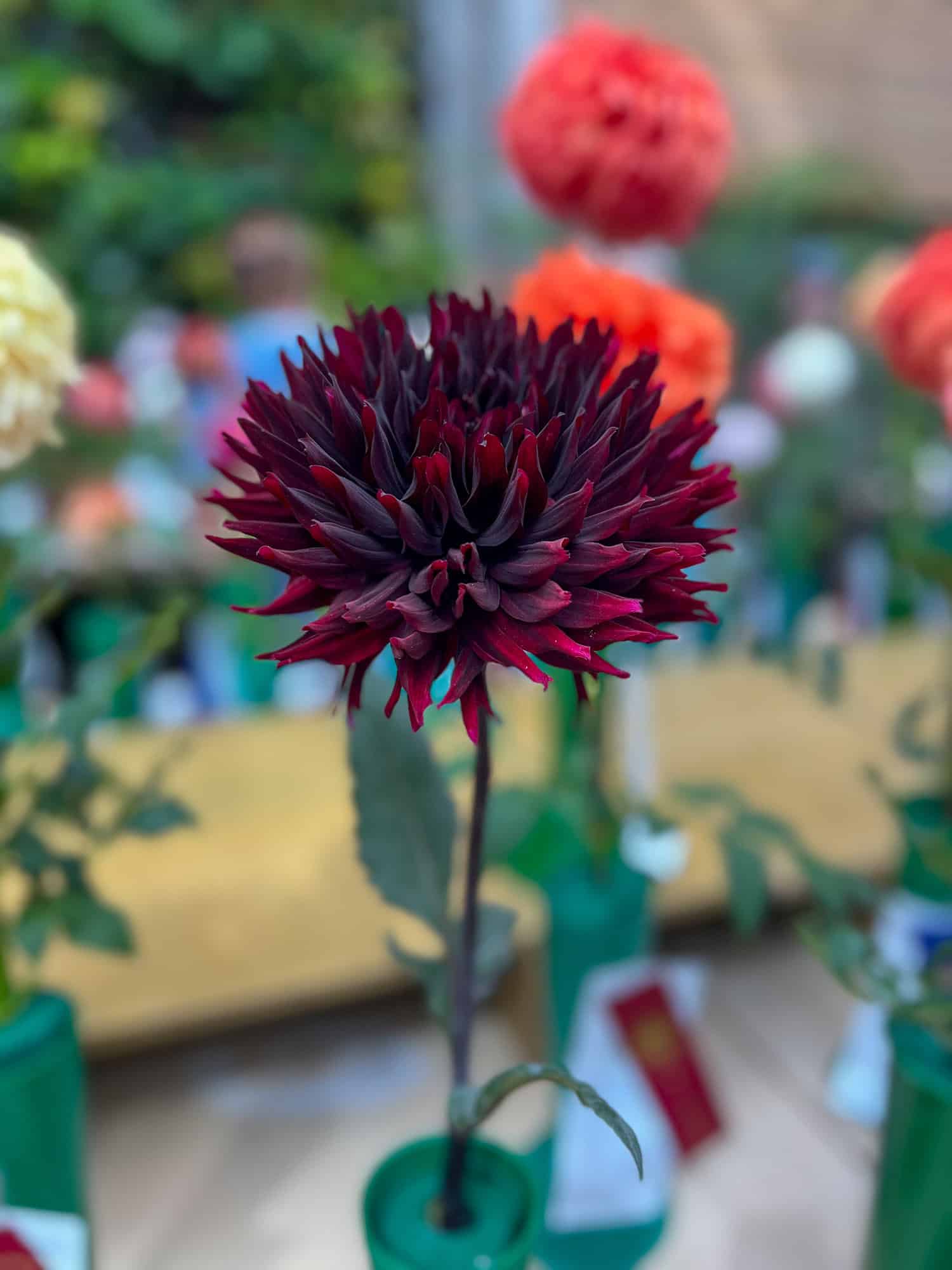 Black Jack dahlia at the Hamilton Dahlia society Show.
