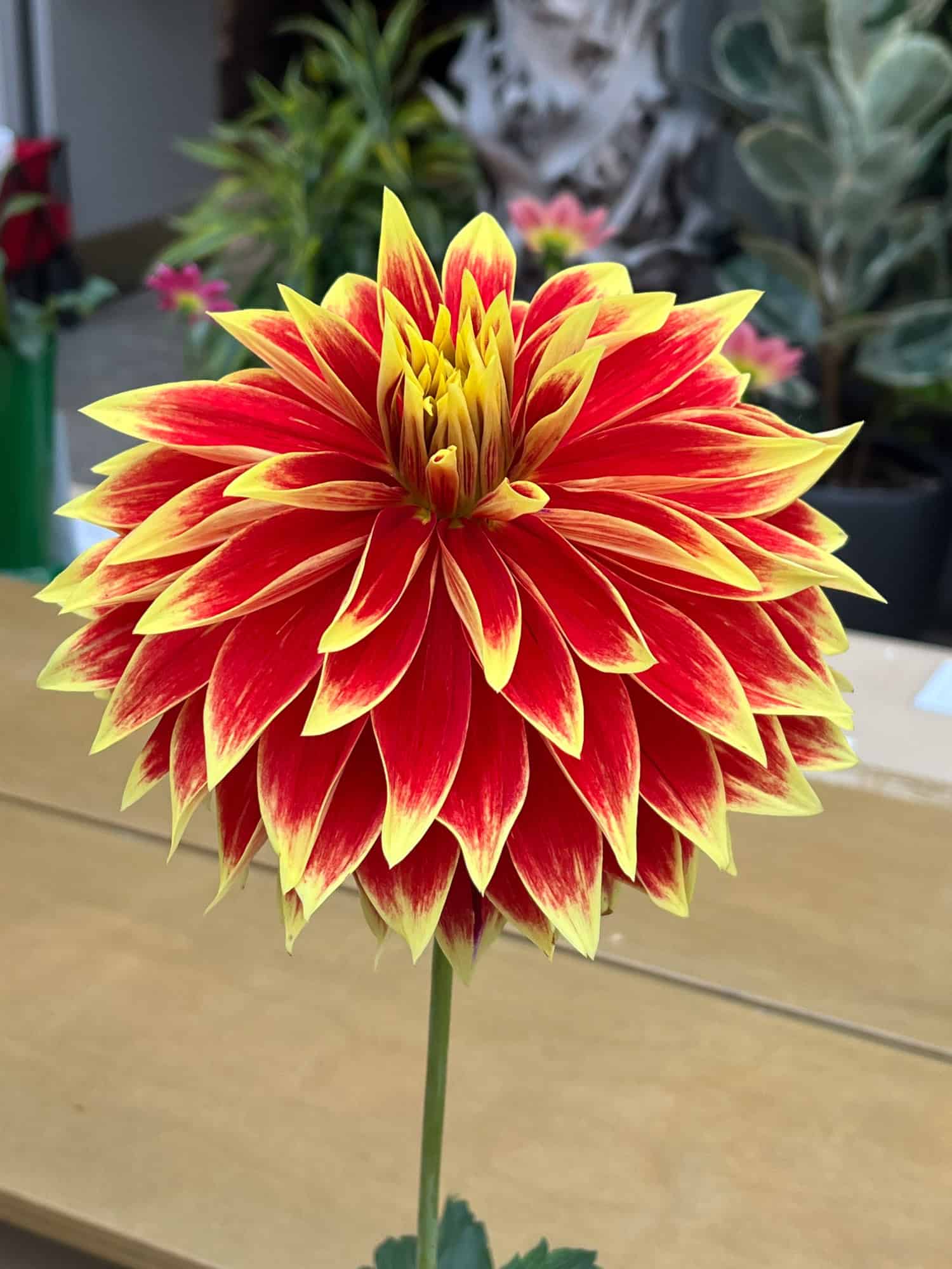 Ketchup & Mustard, a huge dahlia with red and yellow petals at the Hamilton Dahlia Society show at the Royal Botanical Gardens.