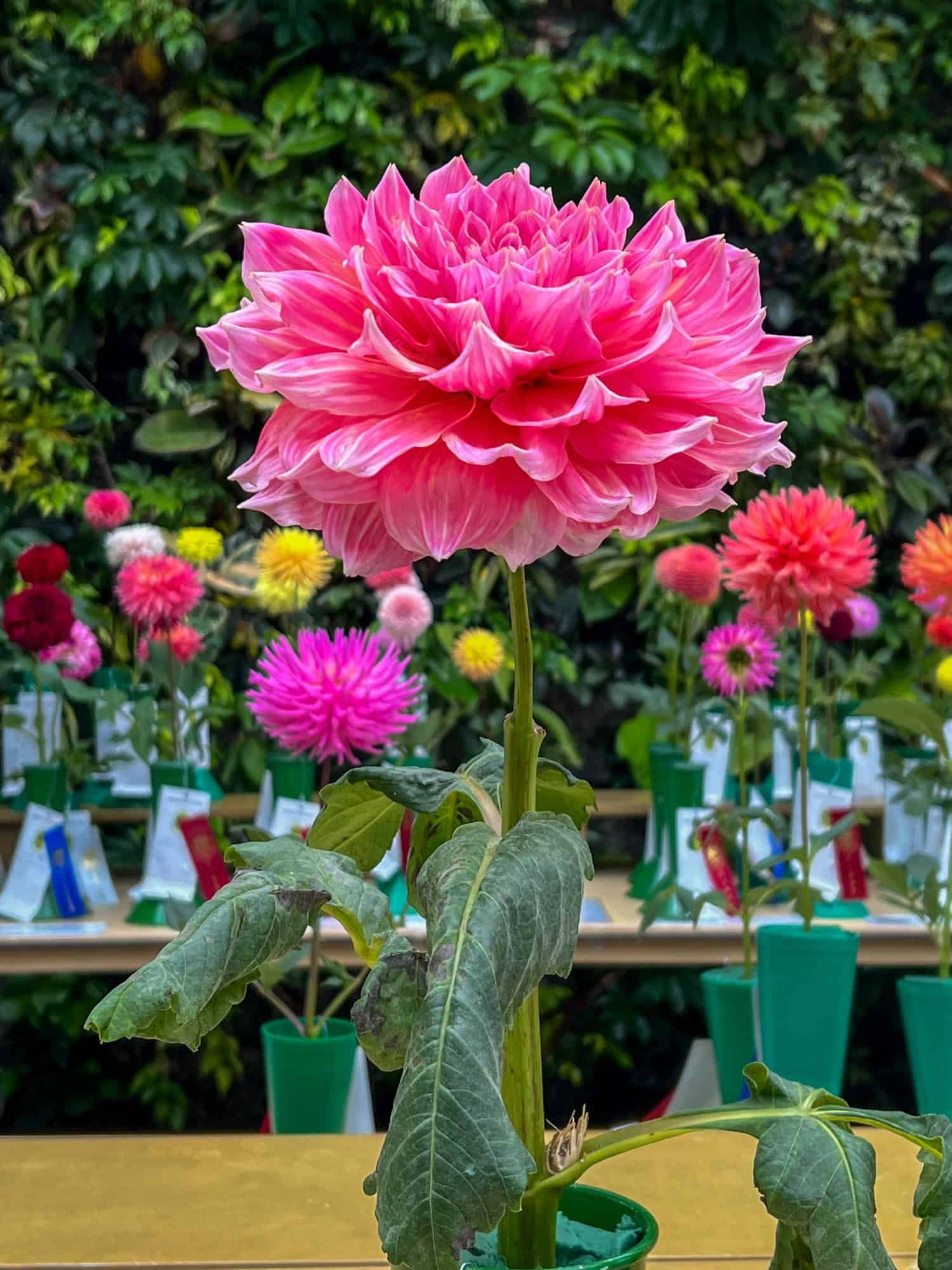 Otto's Thrill waterlily form dahlia at the Hamilton Dahlia Society show at the RBG.