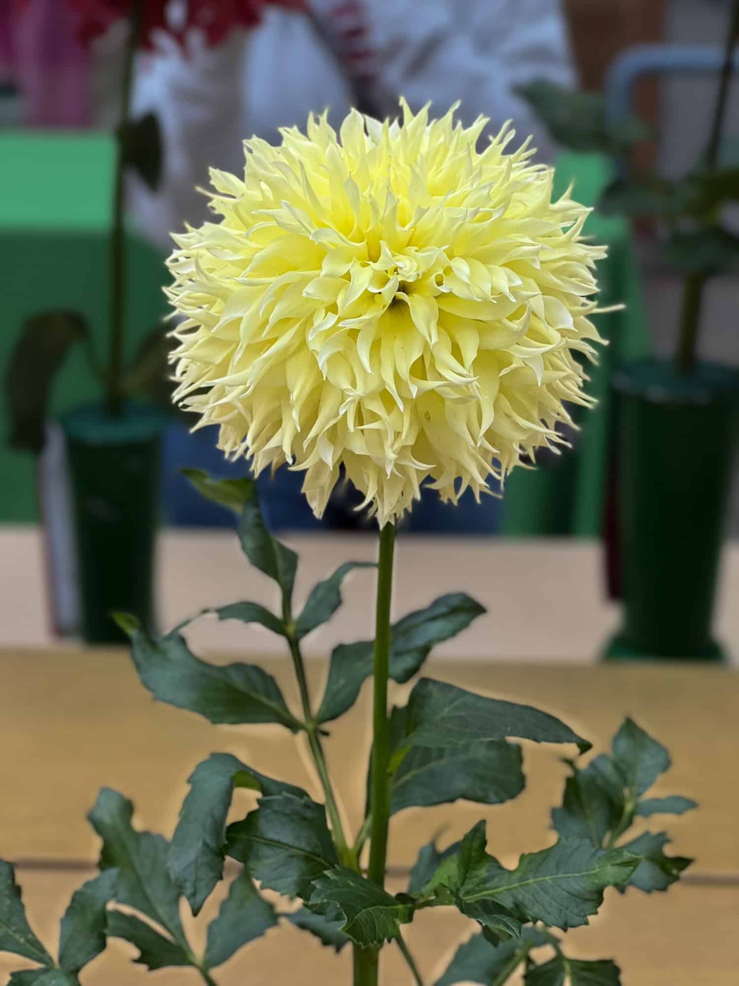Fluffy, yellow, Big Guy Slice dahlia on display at the Hamilton Dahlia Society show.