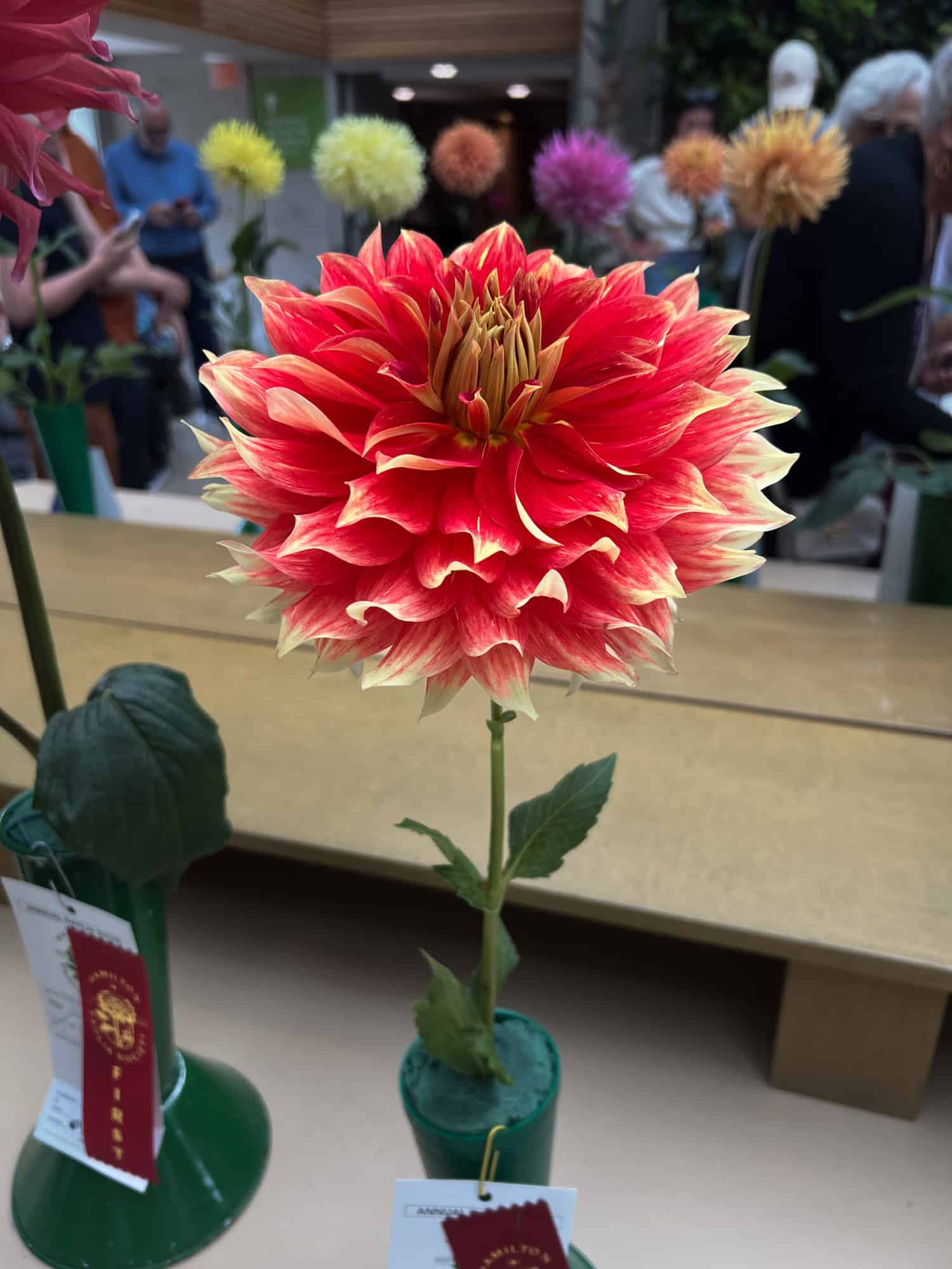 Vibrant orange/red and yellow Bodacious dahlia on display at the Hamilton Dahlia Society show.