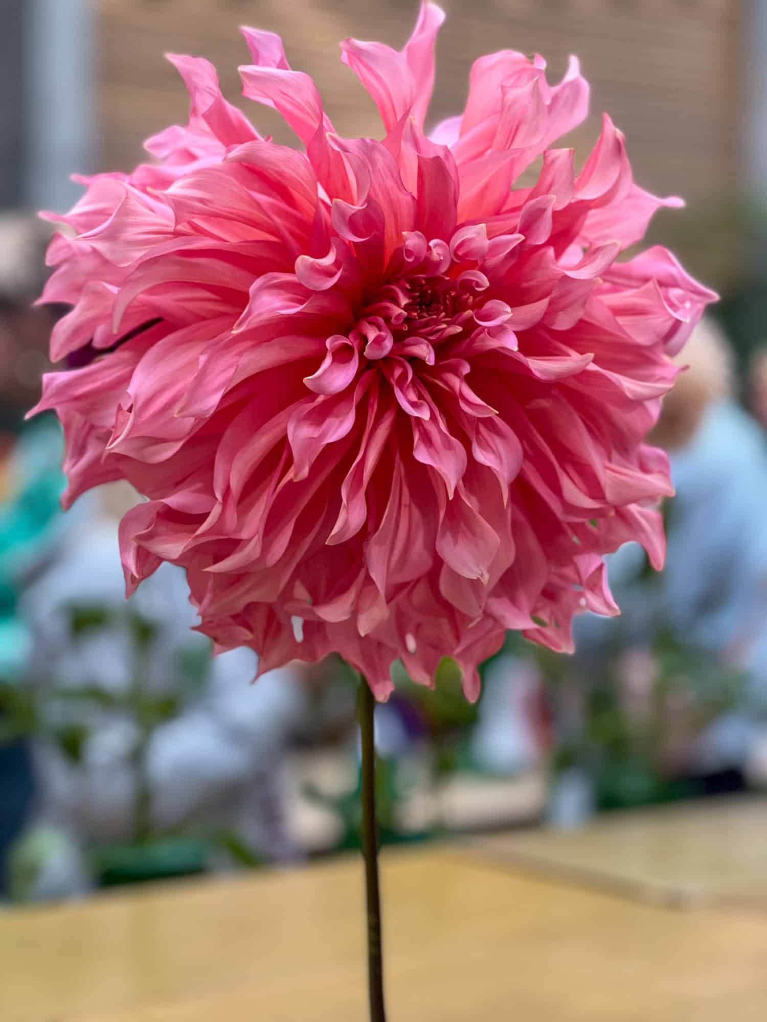 Pink candy coloured dahlia, Islander, on display at the Hamilton Dahlia Society show.