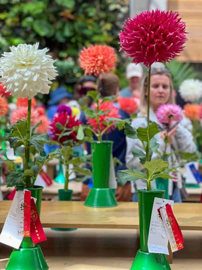 Huge white, coral and pink winning blooms at The Hamilton Dahlia Society Show.
