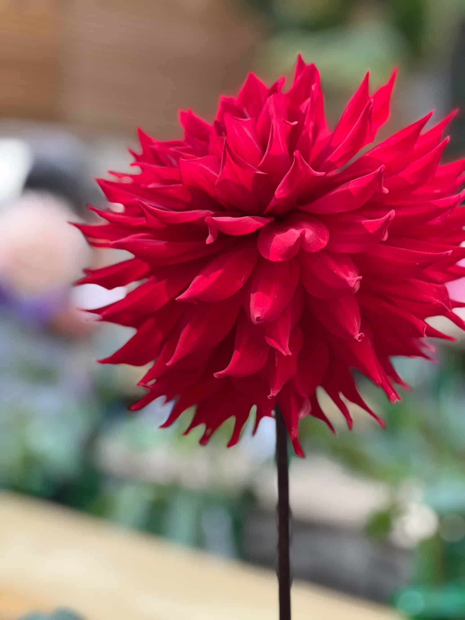 Red Kenora Wildfire dahlia on display at the Hamilton Dahlia Society show.