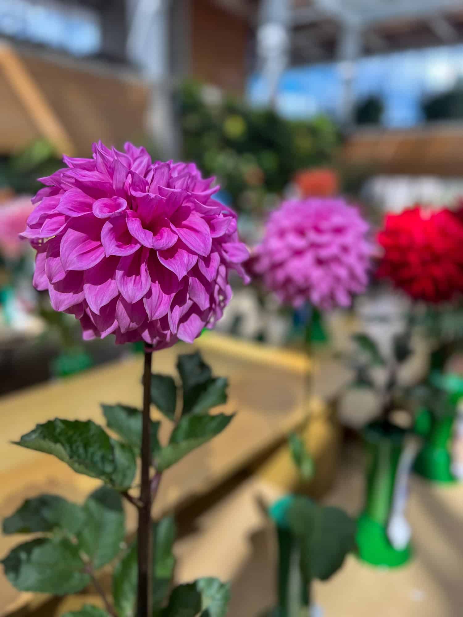 Jeanine Robins, a purple dahlia on display at the Hamilton Dahlia Society show.