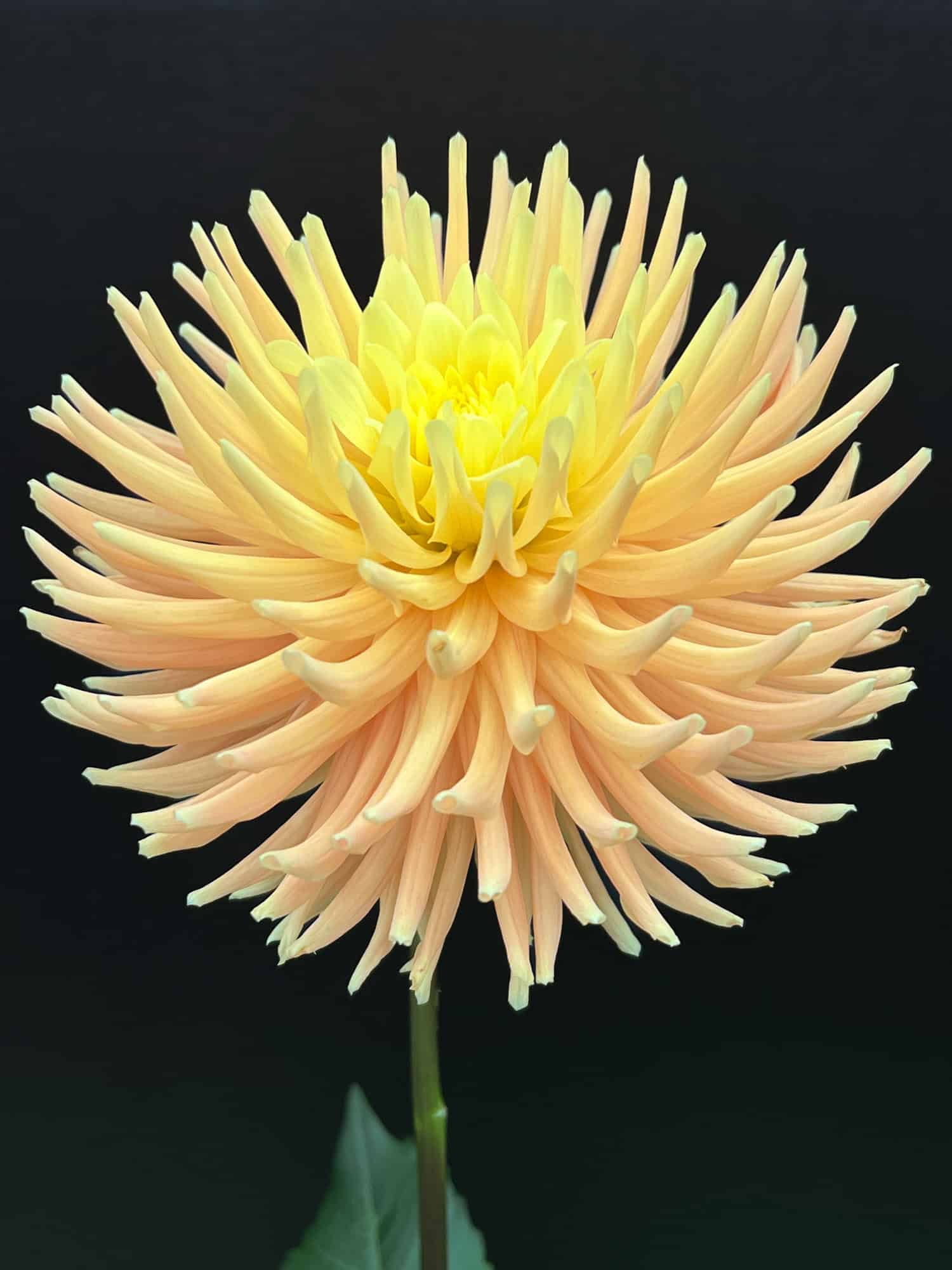 Hillcrest Jersie dahlia portrait on black background.
