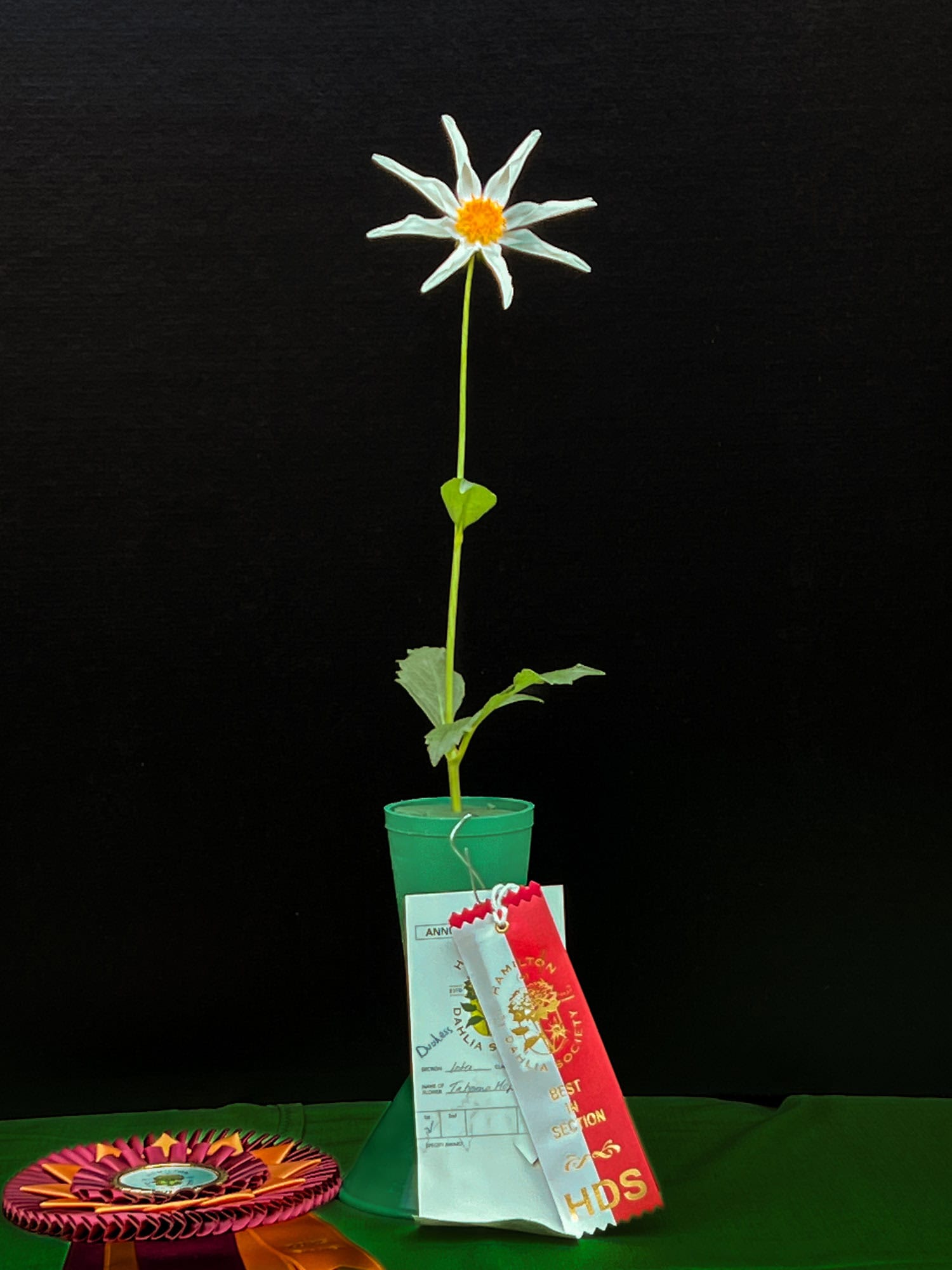 Winning Tahoma Hope dahlia at The Hamilton Dahlia Society show.